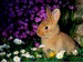 bunny_rabbit_002